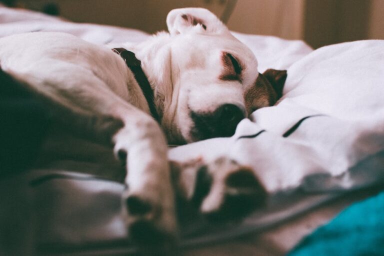 9 Ways Pets Impact Senior Sleep Quality & Create Peaceful Nights